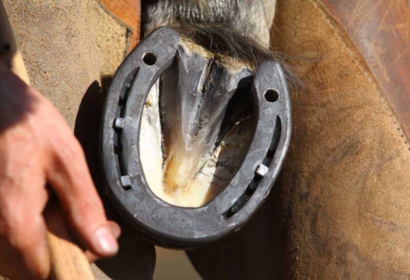 Caring for a Horse's Hooves